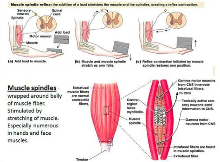 What does the muscle spindle do