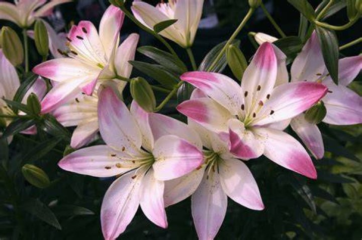 What does the name Lily symbolize