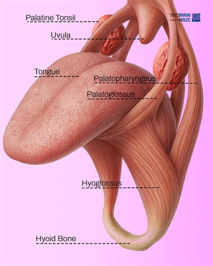 What does the Palatoglossus do
