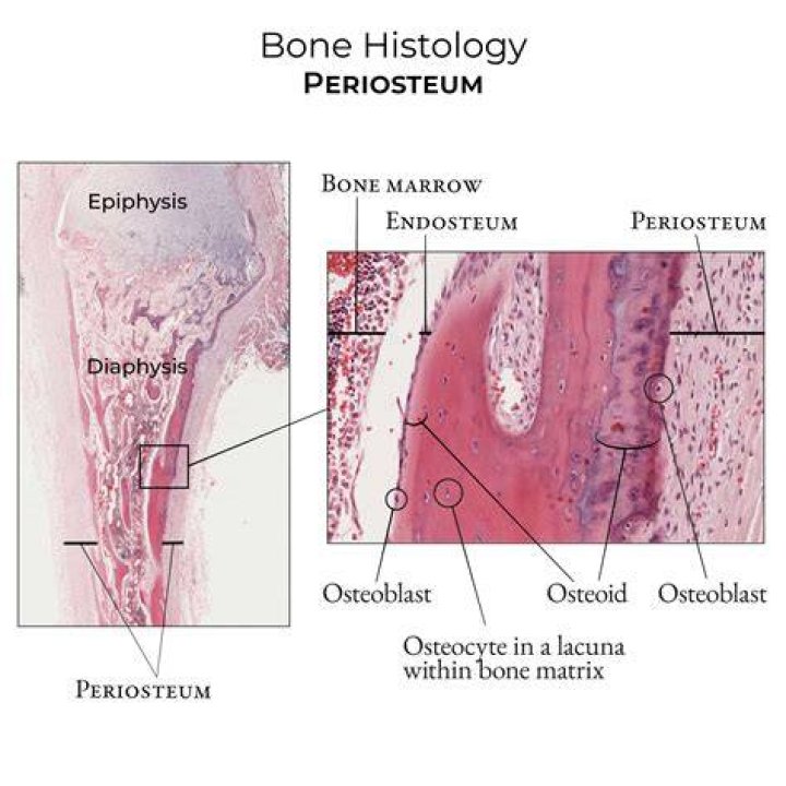 What does the periosteum supply bone cells with