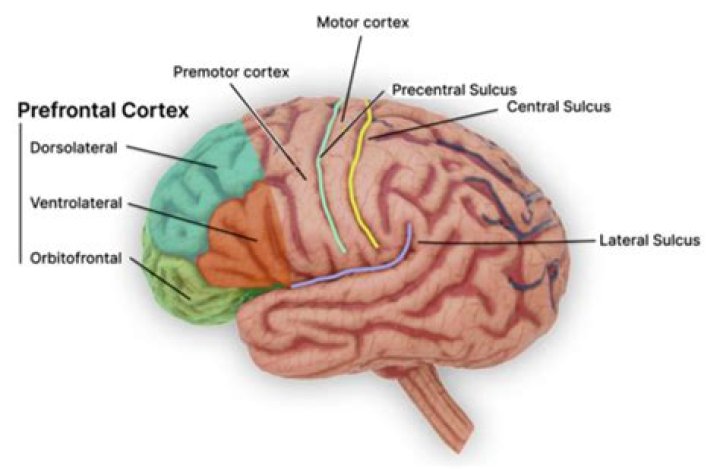 What does the prefrontal cortex do