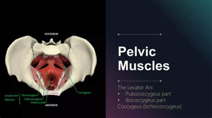 What does the Pubococcygeus muscle do