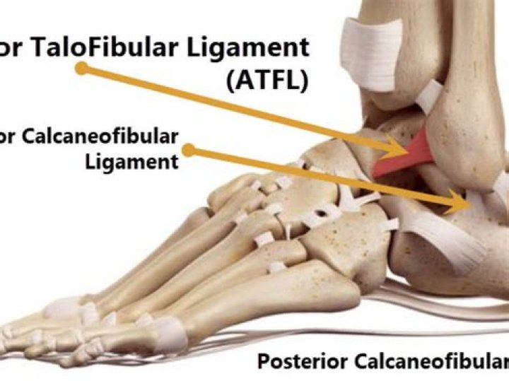 What does the Talofibular ligament do