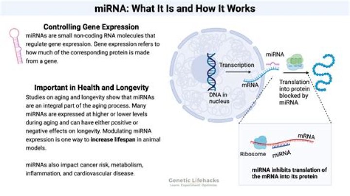 What does the term gene expression mean