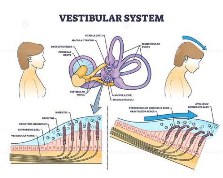 What does the vestibular apparatus do