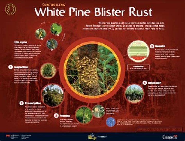 What does white pine blister rust look like