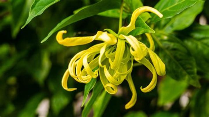 What does ylang smell like