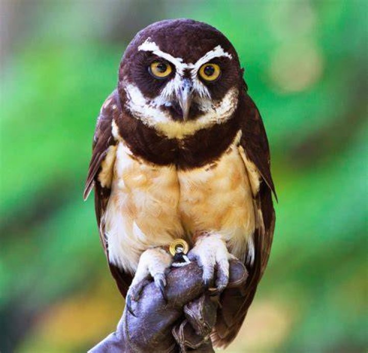 What eats a spectacled owl