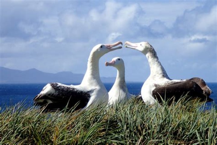 What eats wandering albatross