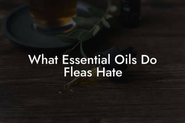 What essential oil do flies hate