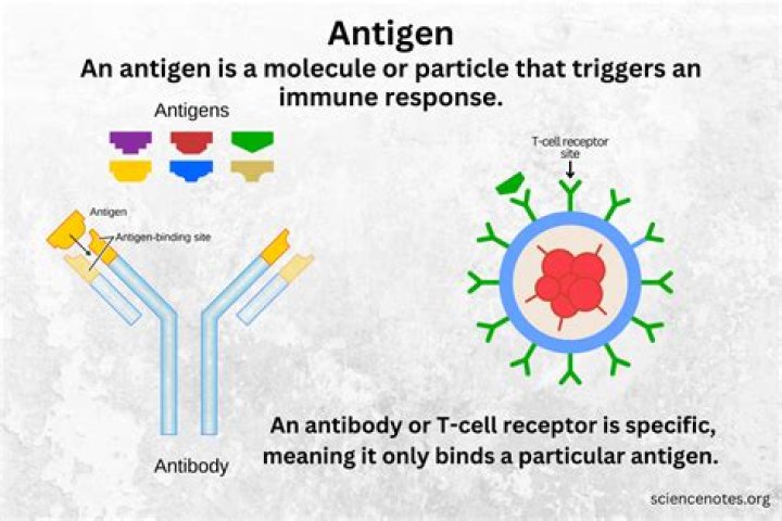 What forms the antigen binding site