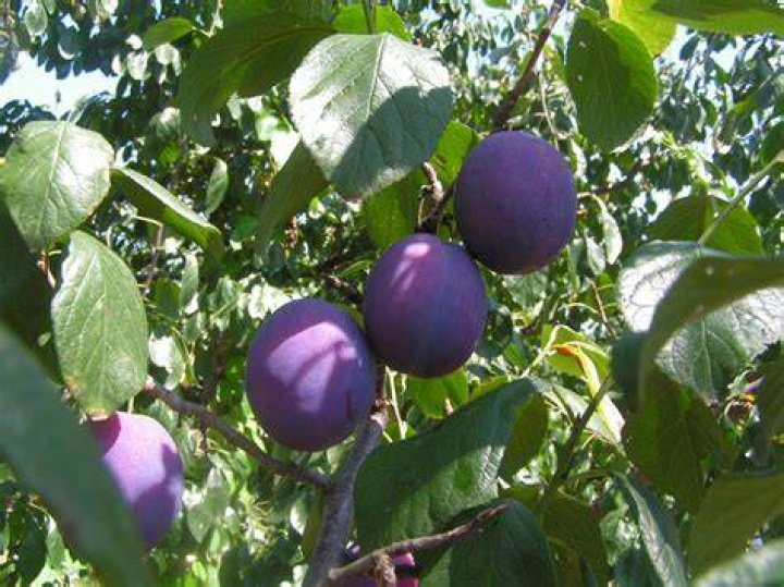 What fruit do prunes come from