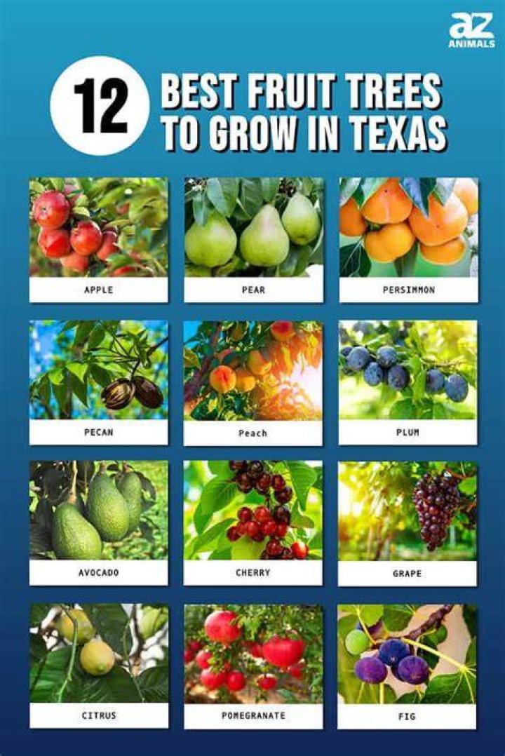 What fruit grows all year round