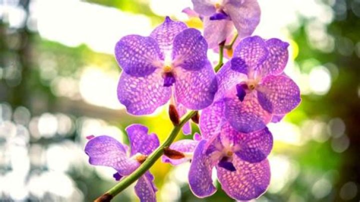 What greenery goes with orchids
