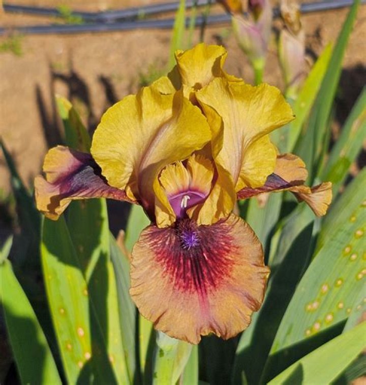 What grows well with African iris