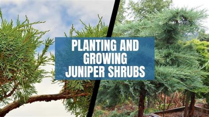 What grows well with juniper trees