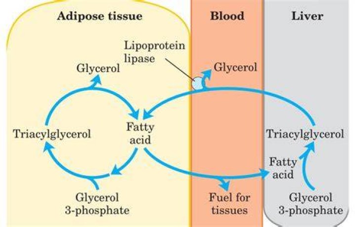 What happens during lipolysis