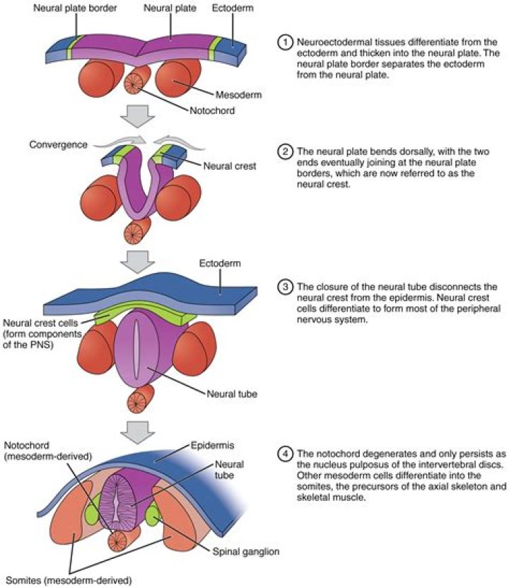What happens in Neurulation