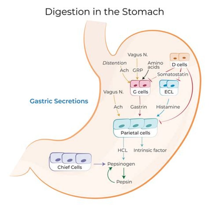 What hormones help with digestion