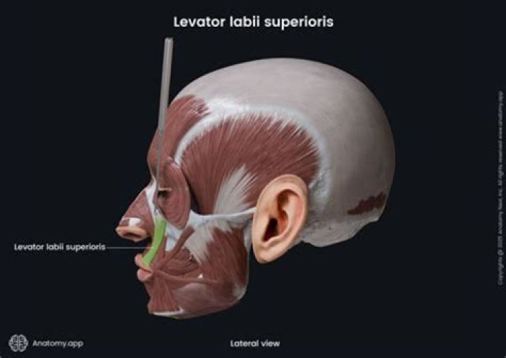 What Innervates levator Labii Superioris