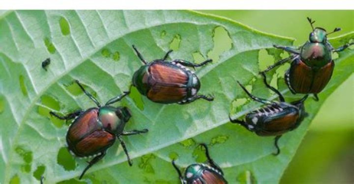 What insects eat leaves