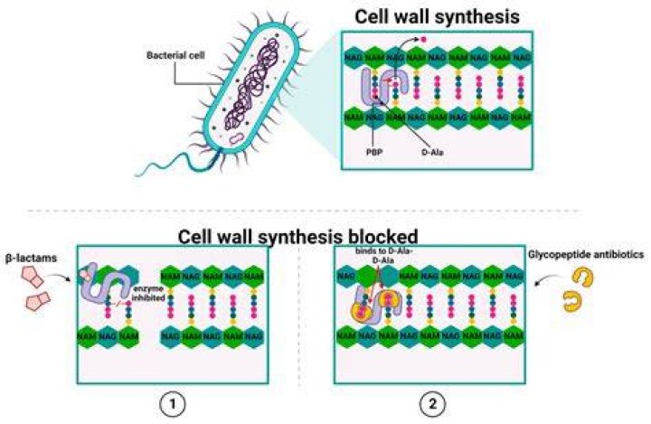 What is a bacterial clade