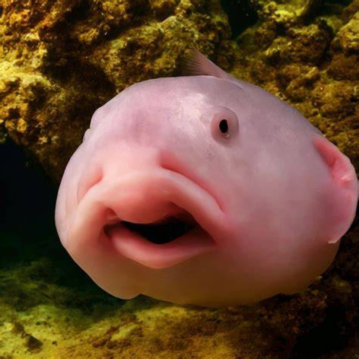 What is a blob response