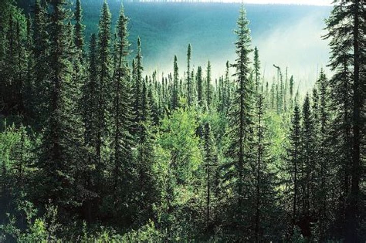 What is a boreal coniferous forest