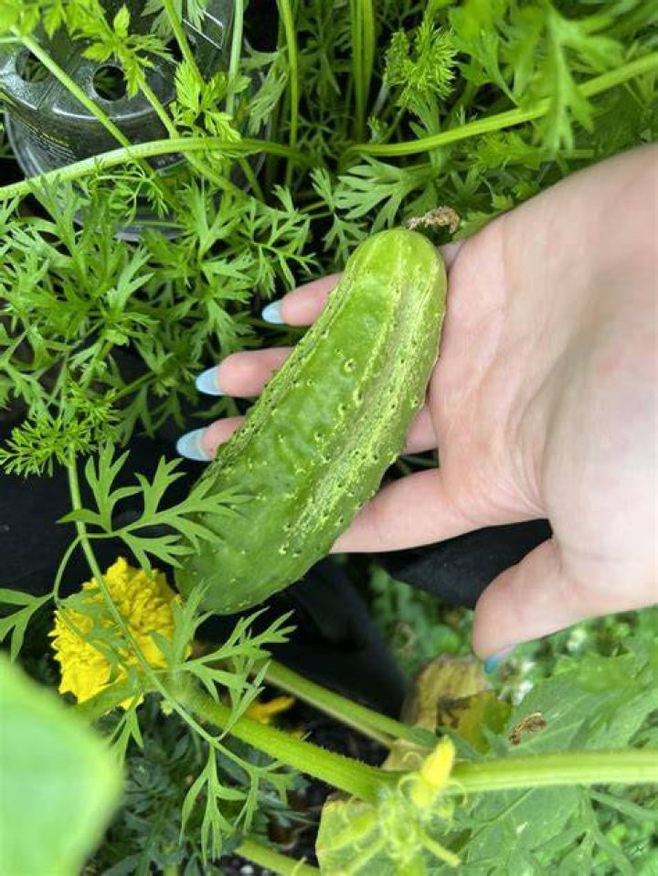 What is a Bush pickle