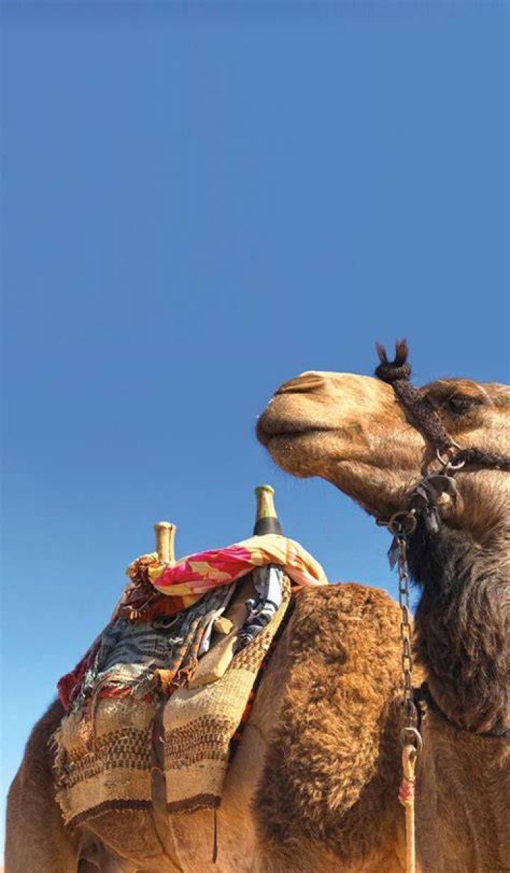 What is a camel saddle