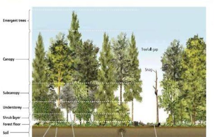 What is a canopy in a forest