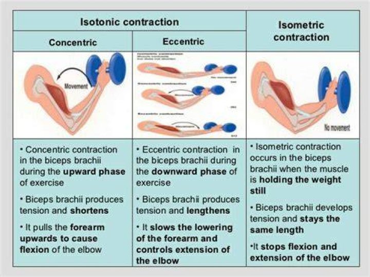 What is a concentric muscle contraction