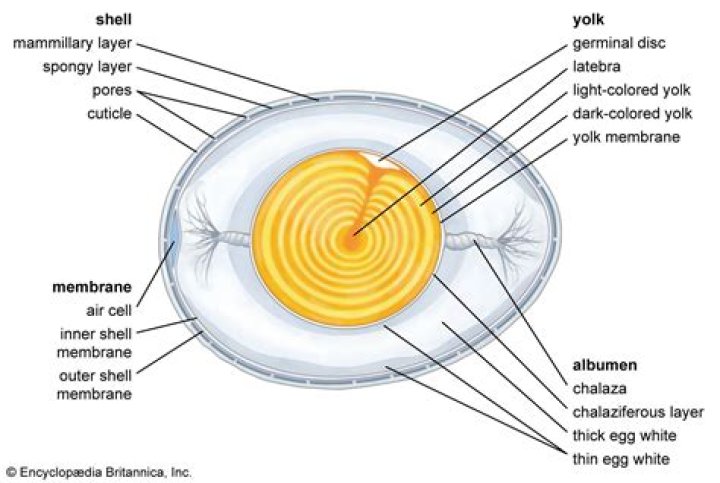 What is a developing egg