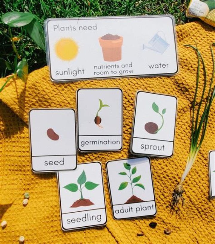 What is a germination sheet