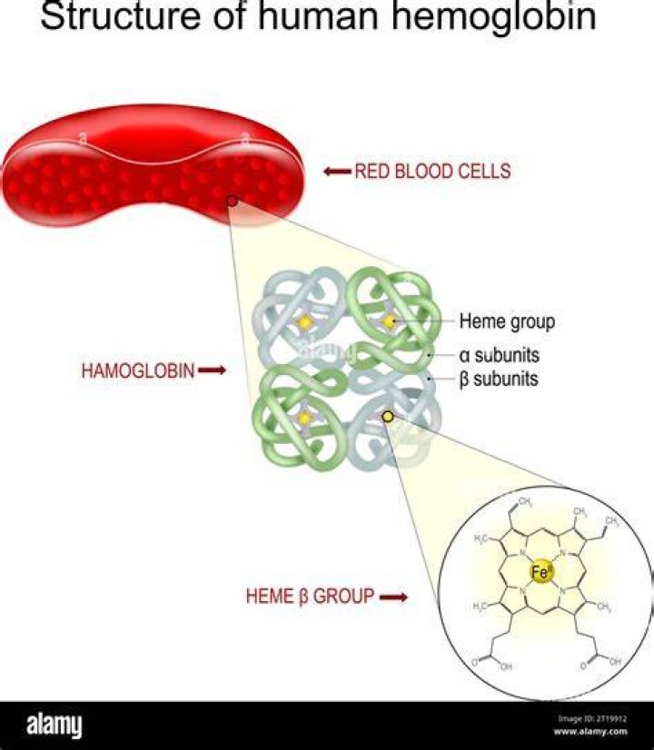 What is a hemoglobin molecule