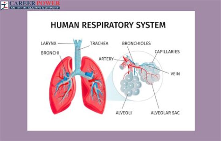 What is a human respiratory system