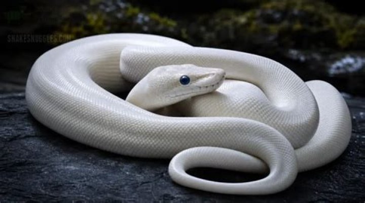 What is a Leucistic ball python