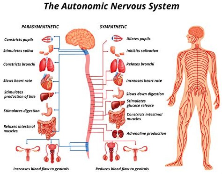 What is a nervous system disorder