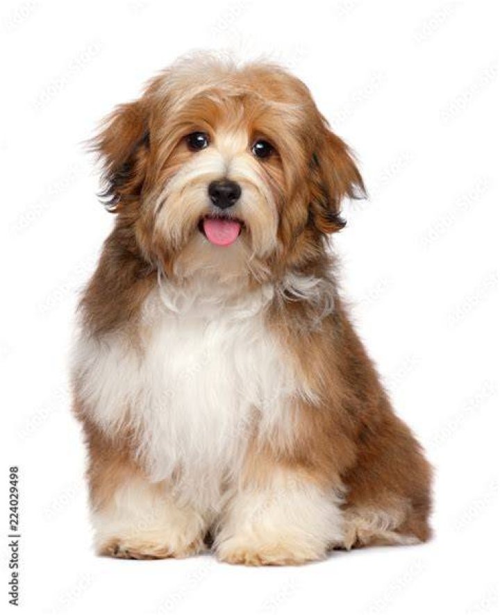 What is a parti colored dog