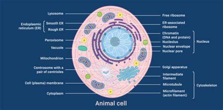 What is a pore cell