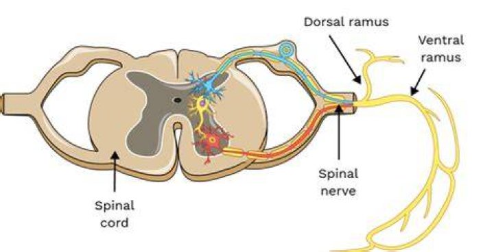 What is a Ramus nerve