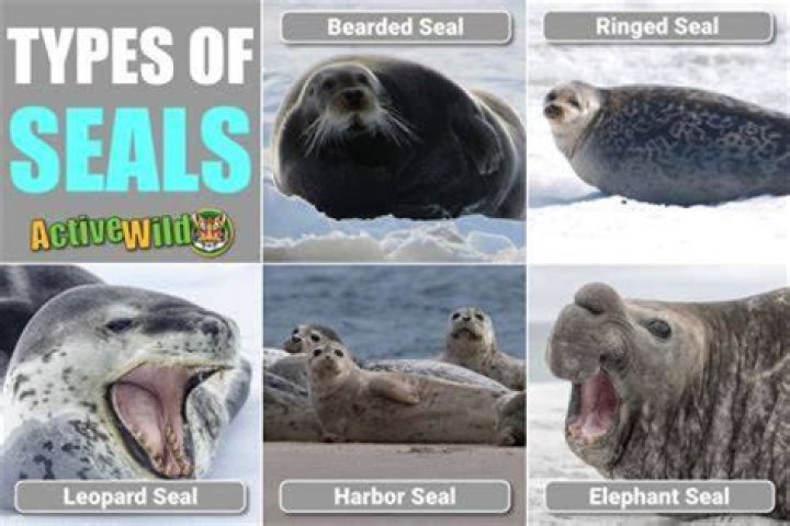 What is a seals appearance