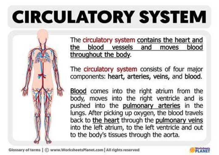 What is a single circulatory system