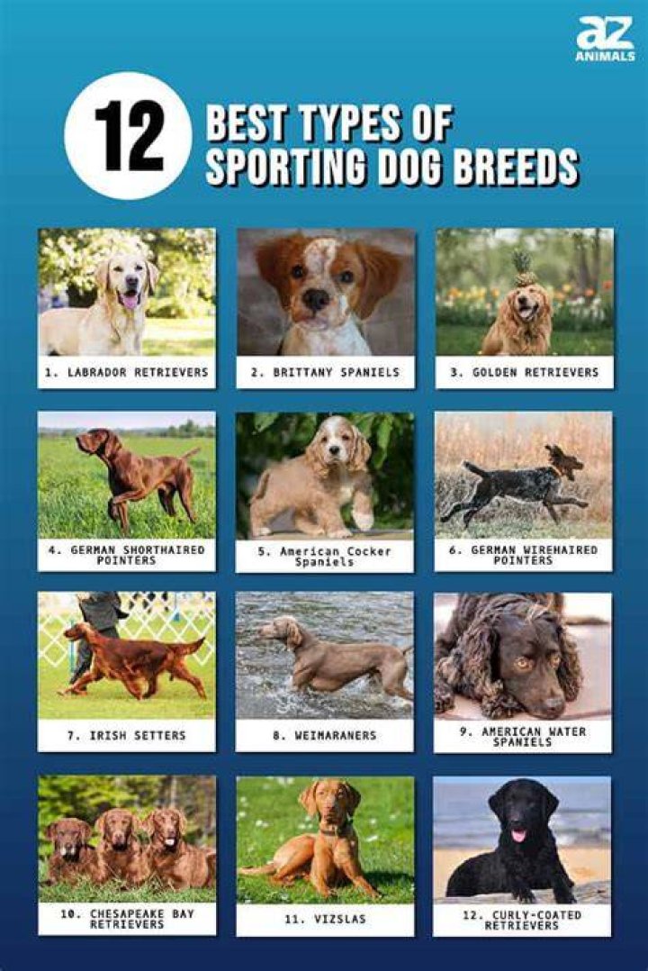 What is a sporting dog breed