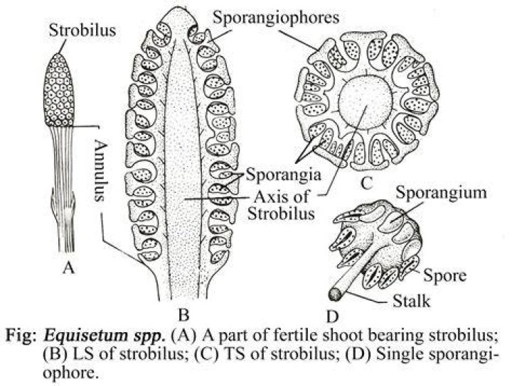 What is a Strobilus in botany
