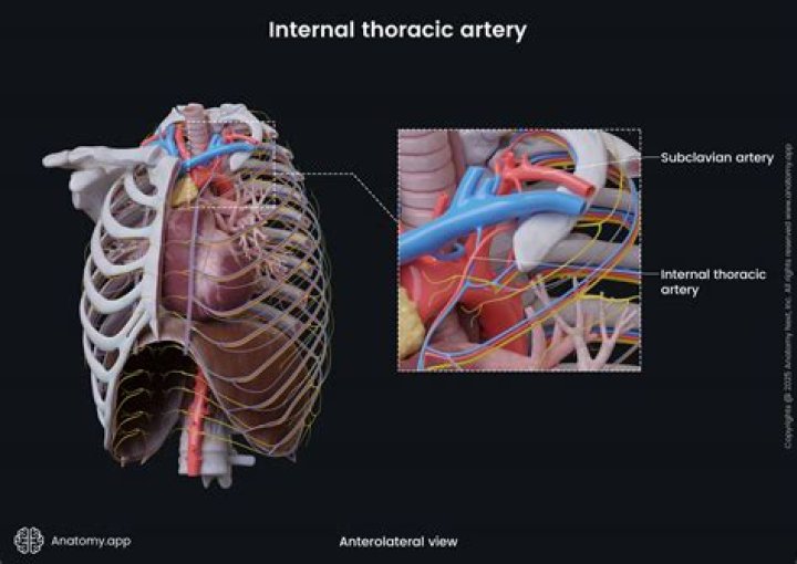 What is a thoracic artery