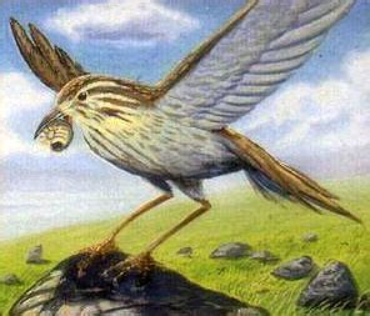 What is a thrush in the Hobbit