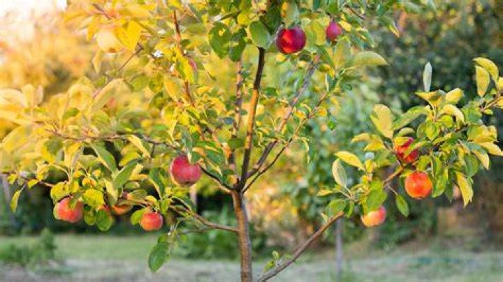 What is a tip bearing apple tree