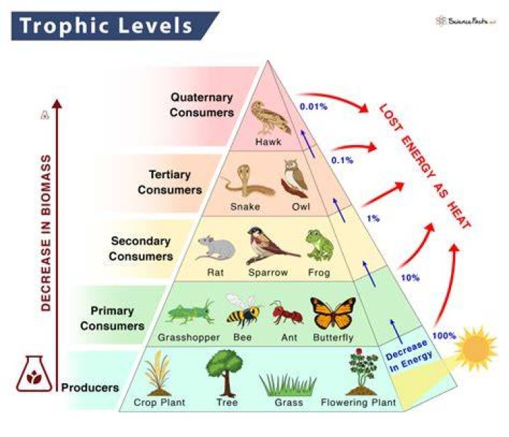 What is a trophic structure