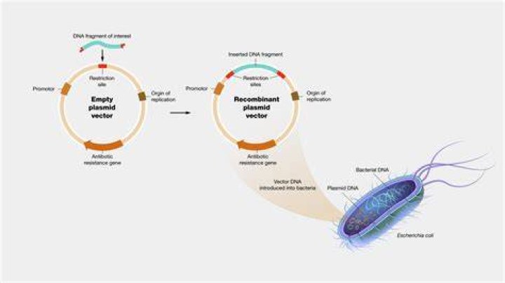 What is a vector in microbiology